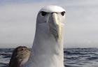 Salvins albatross269 copy.jpg